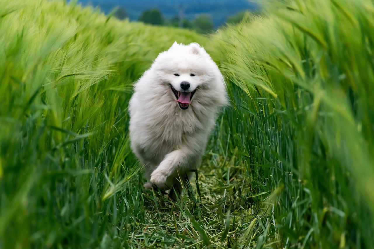 Ein weißer Hund läuft durch das hohe Gras